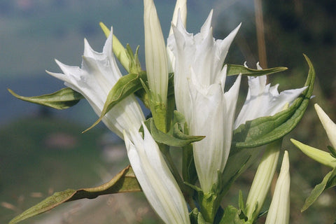 Gentiana asclepiadea 'Alba'