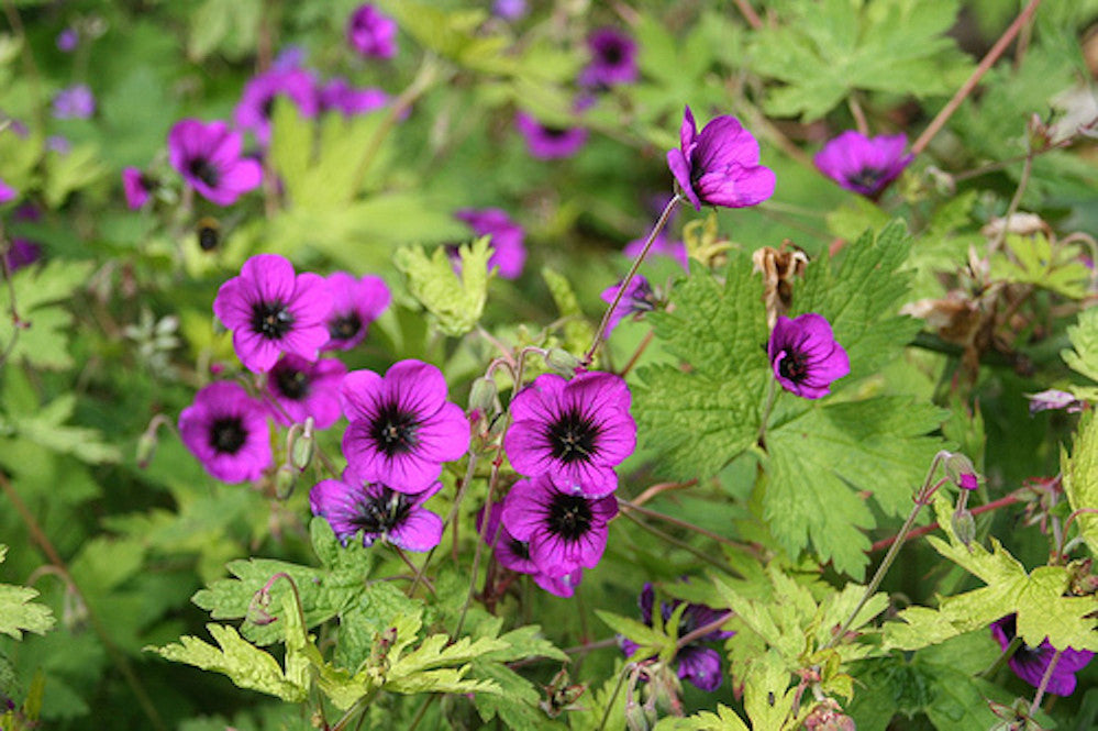 geranium ann folkard seeds Geranium 'Ann Folkard' – Ballyrobert Gardens