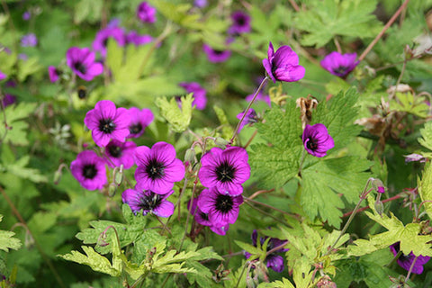 Geranium 'Ann Folkard'