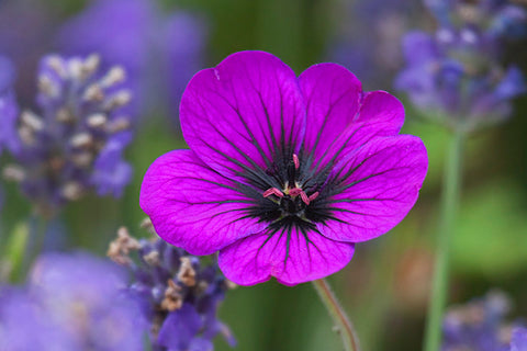 Geranium 'Anne Thomson'