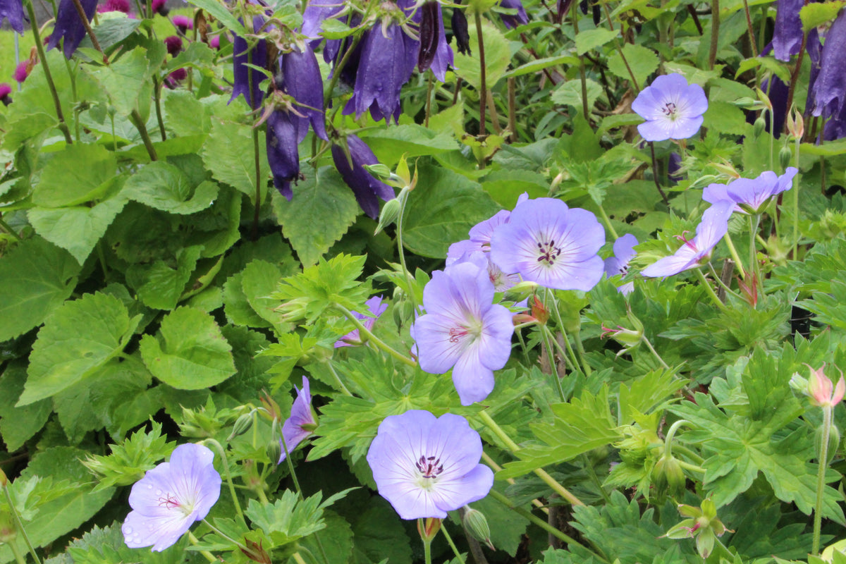 Geranium 'Azure Rush' – Ballyrobert Gardens