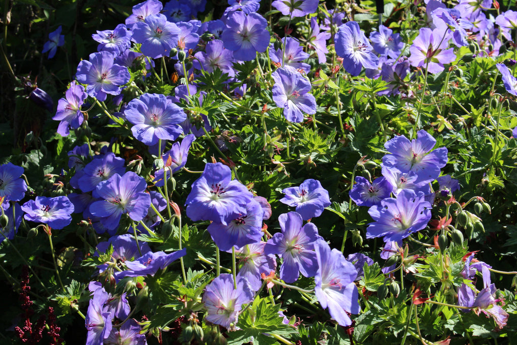 Geranium 'Azure Rush' Ballyrobert Gardens