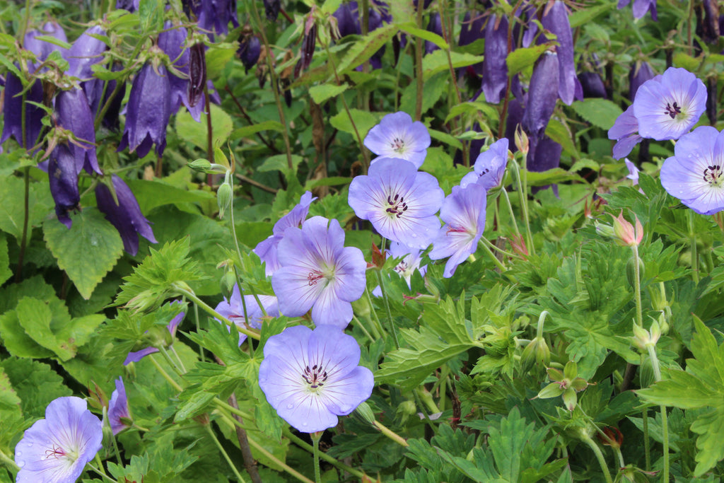 Geranium 'Azure Rush' Ballyrobert Gardens