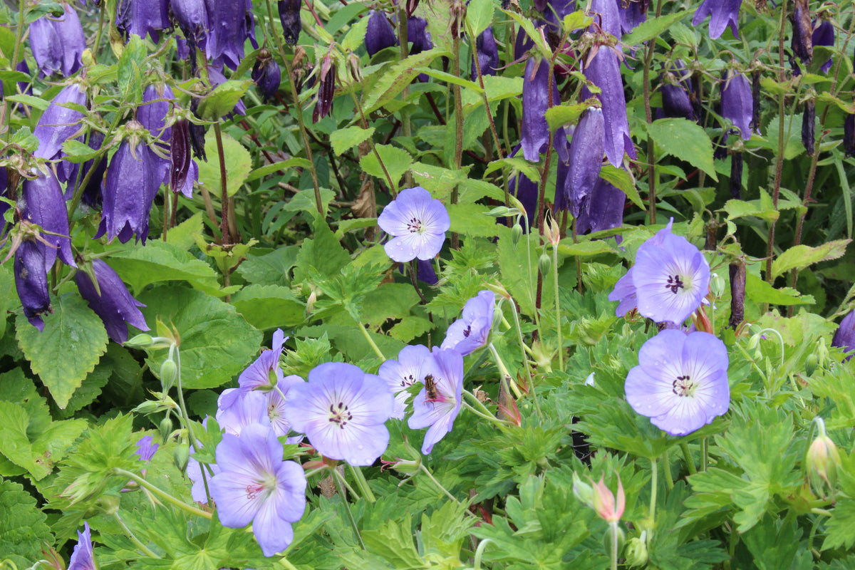 Geranium 'Azure Rush' – Ballyrobert Gardens