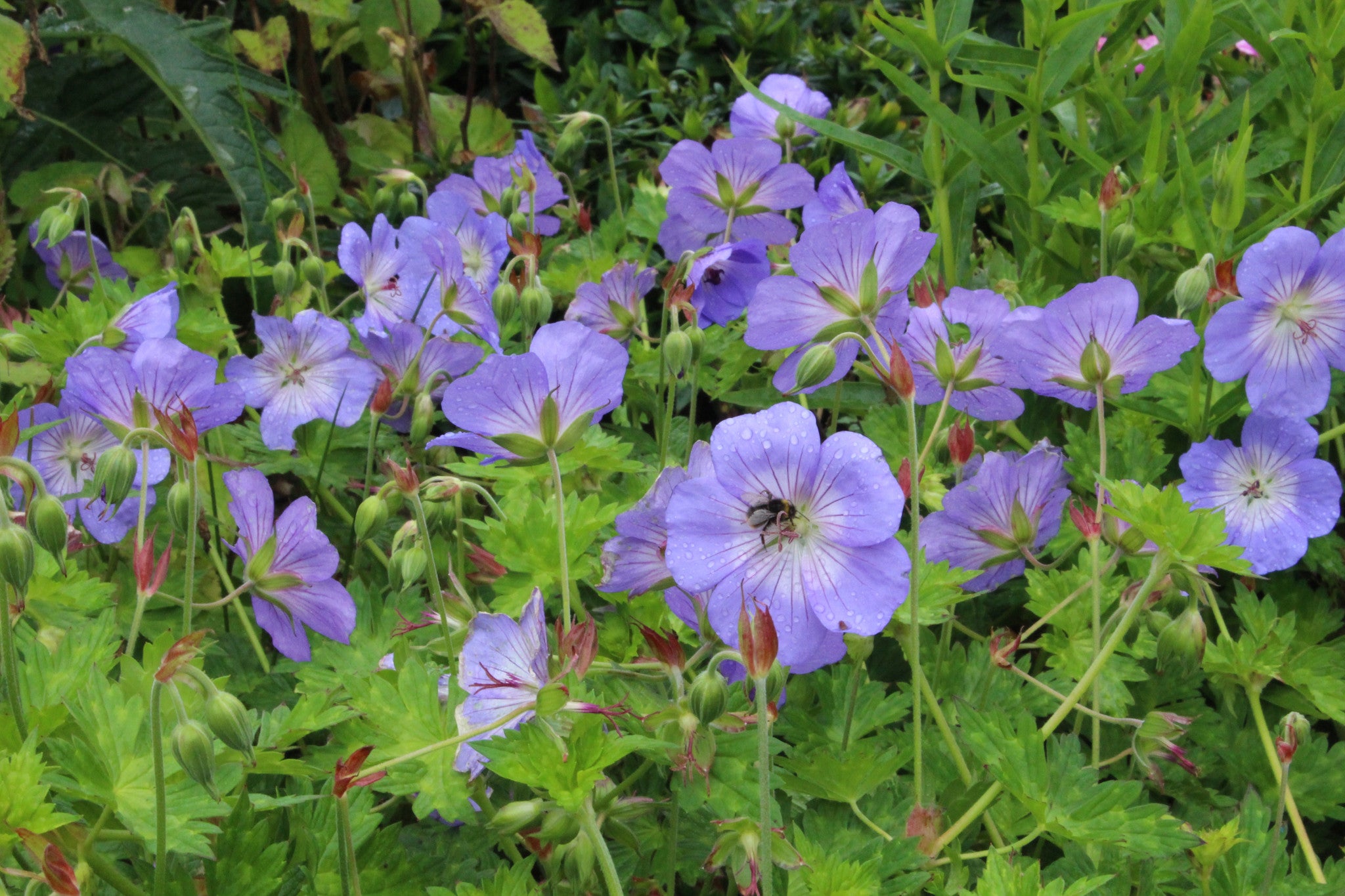Geranium 'Azure Rush' Ballyrobert Gardens
