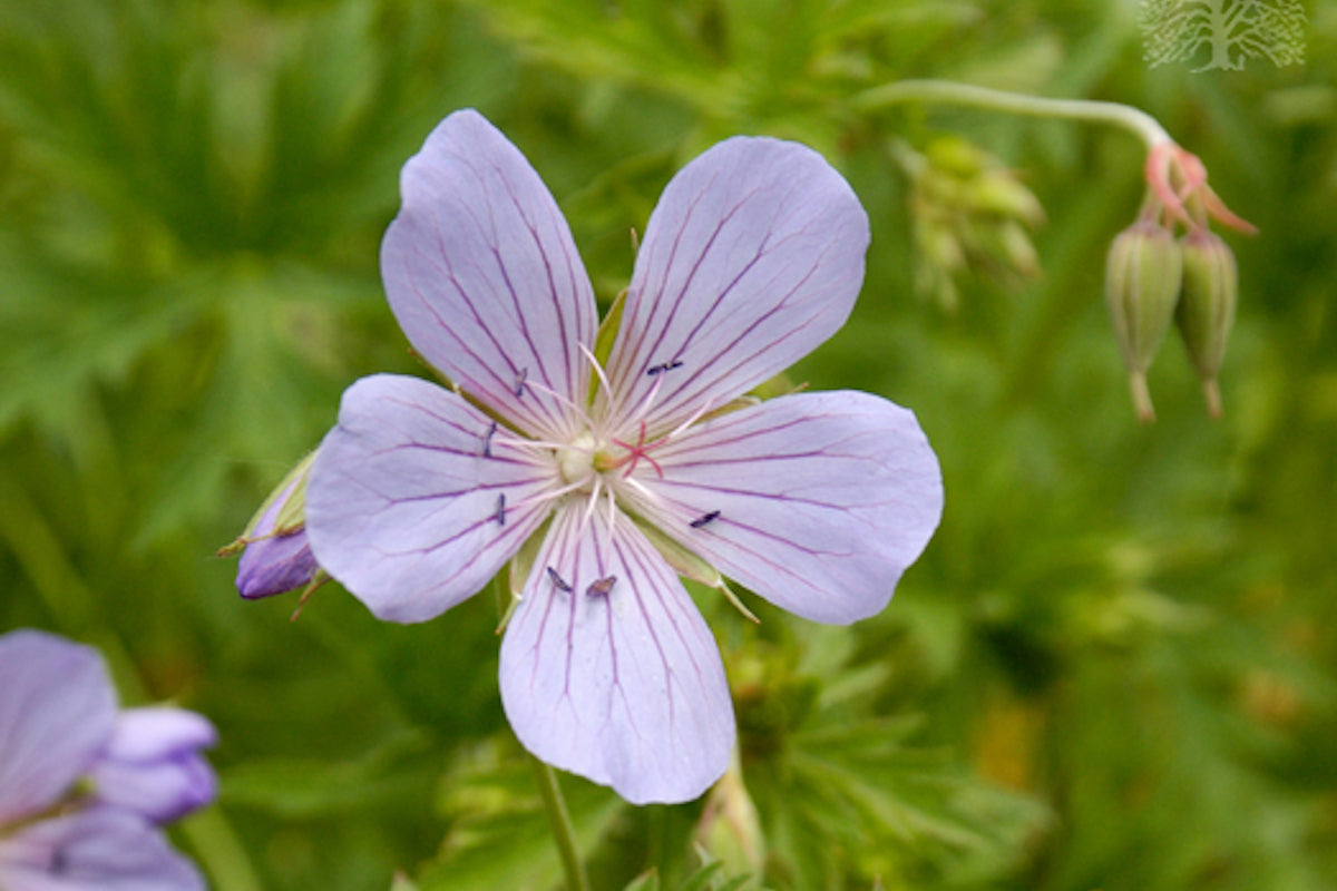 Geranium 'Blue Cloud' – Ballyrobert Gardens