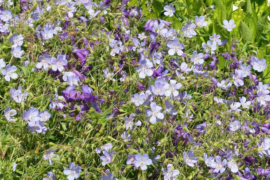 Geranium 'Blue Cloud' – Ballyrobert Gardens
