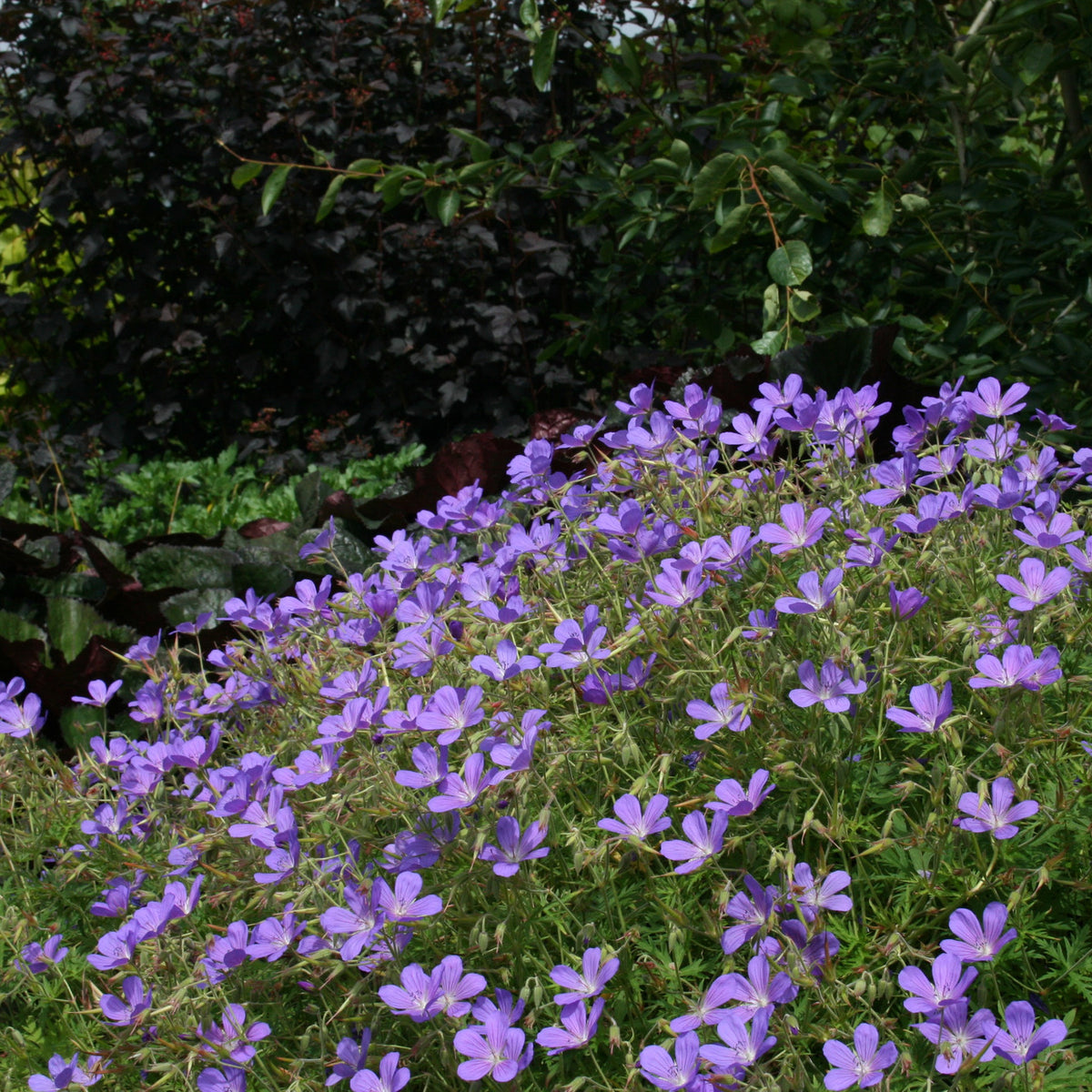 Geranium 'Brookside' – Ballyrobert Gardens