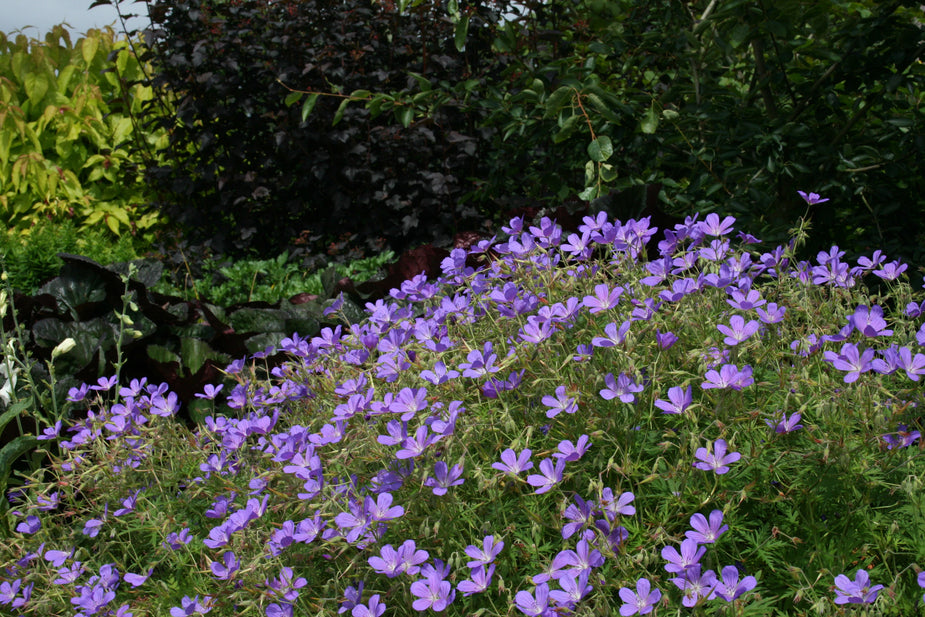 Geranium 'Brookside' – Ballyrobert Gardens