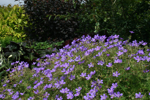 Geranium 'Brookside'