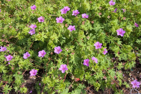 Geranium 'Dilys'