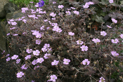 Geranium 'Dusky Crûg'