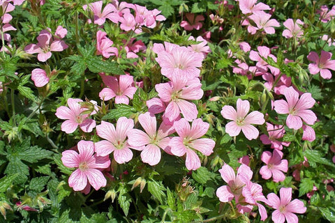 Geranium 'Mavis Simpson'