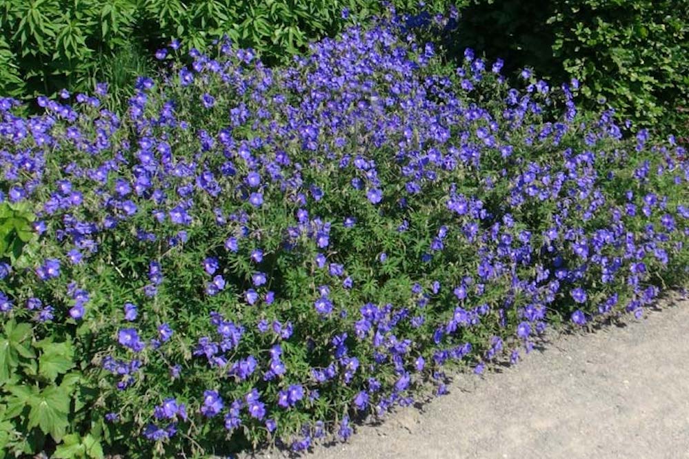 geranium orion seeds Geranium 'Orion' – Ballyrobert Gardens