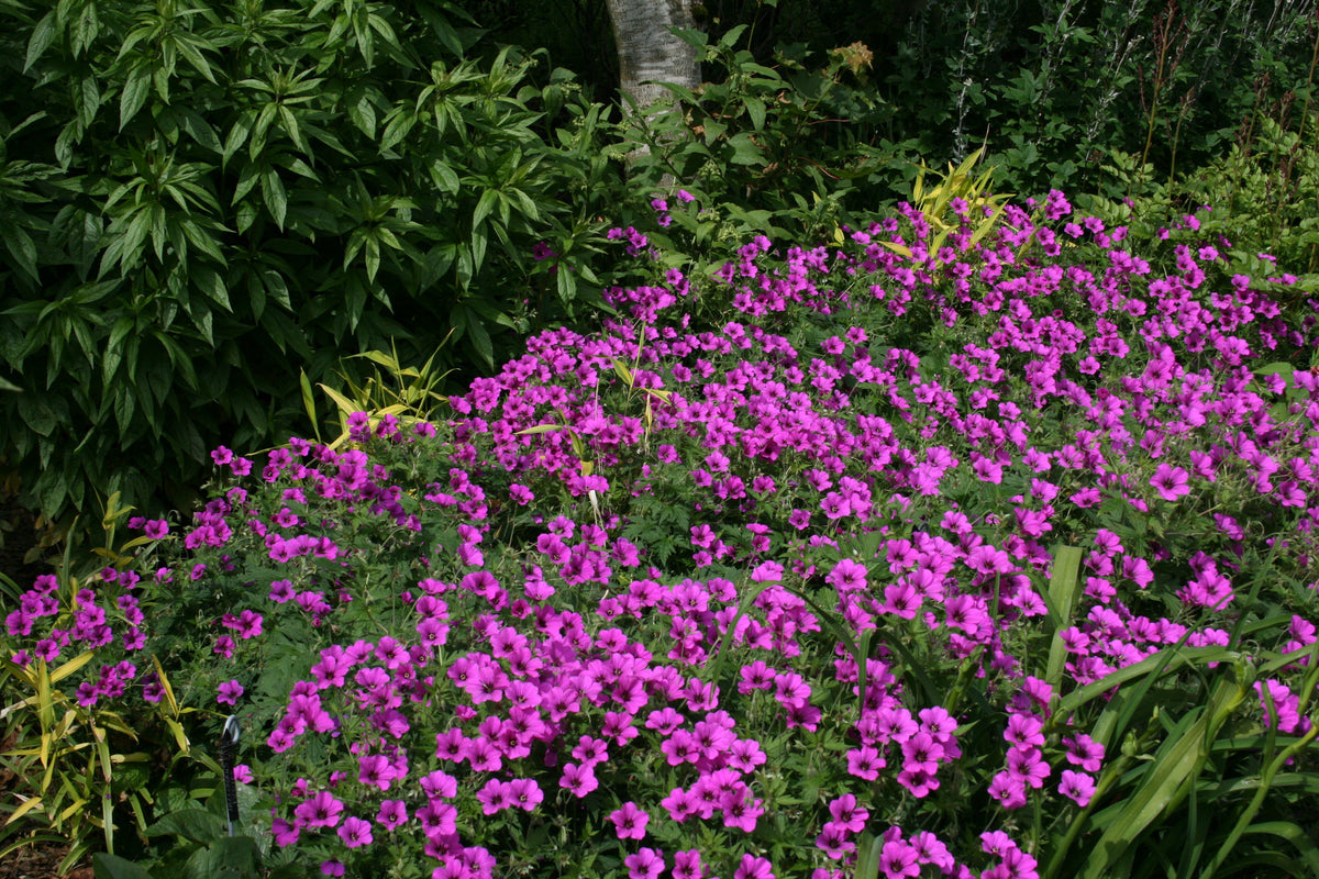 Geranium PATRICIA 'Brempat' – Ballyrobert Gardens