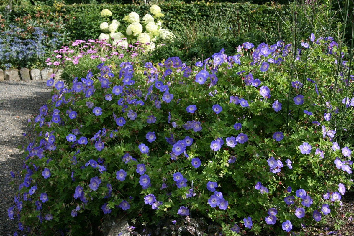 Geranium ROZANNE 'Gerwat' – Ballyrobert Gardens