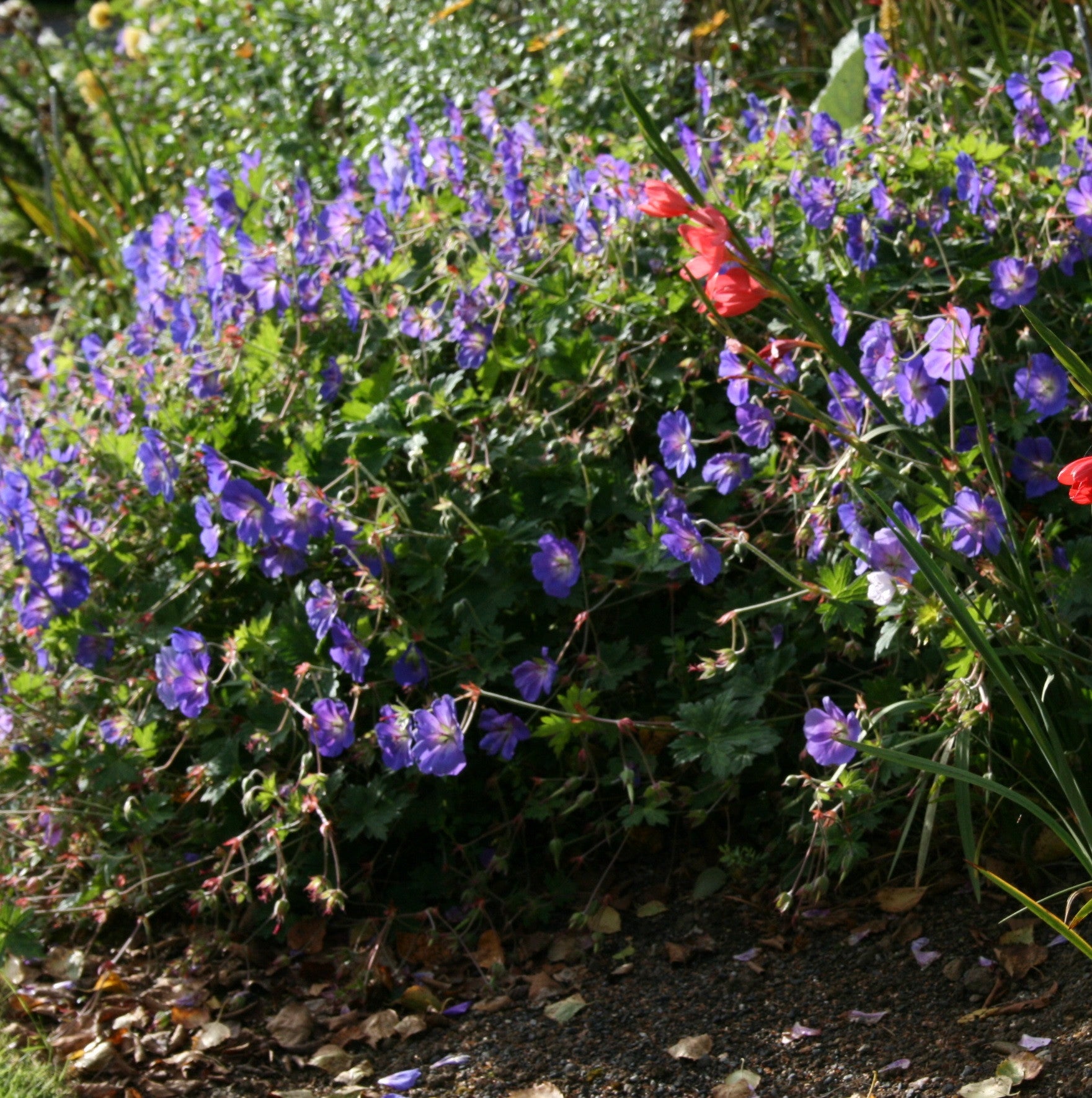 Geranium ROZANNE 'Gerwat' – Ballyrobert Gardens