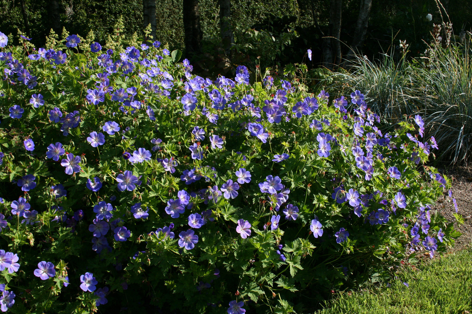 Geranium ROZANNE 'Gerwat' – Ballyrobert Gardens