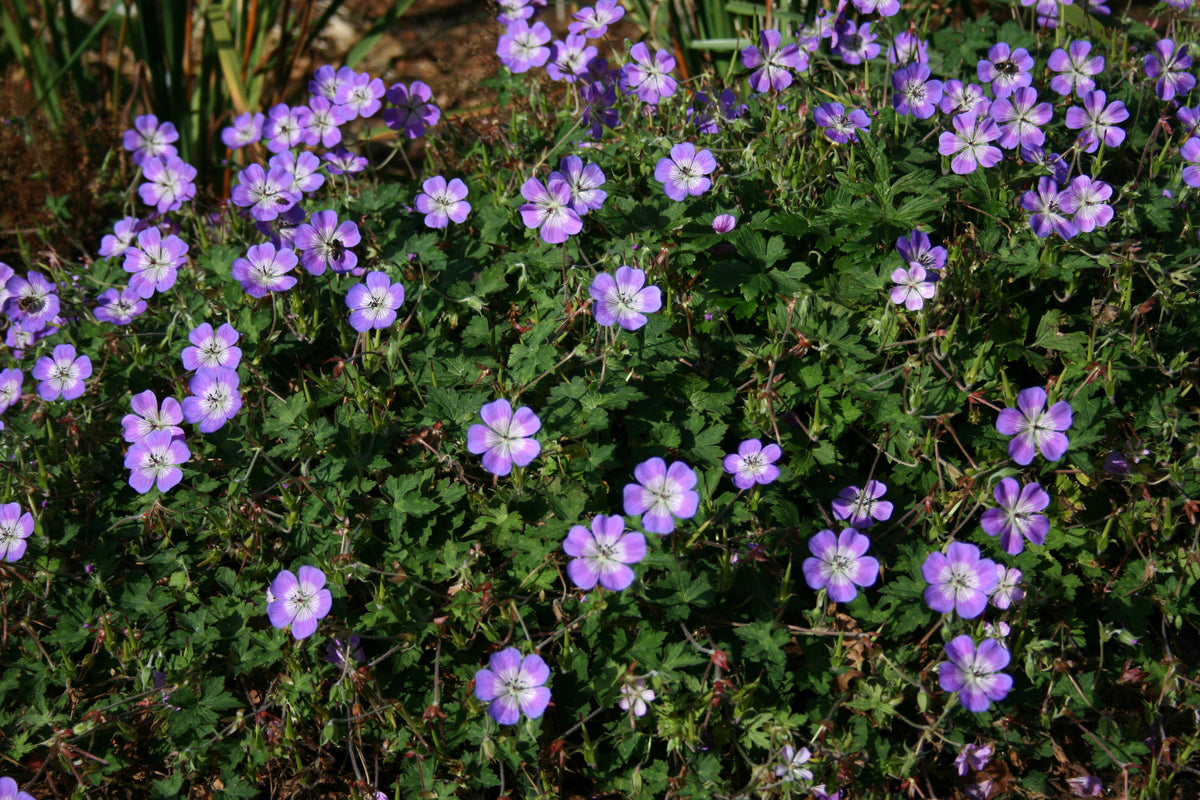 Geranium 'Sweet Heidy' – Ballyrobert Gardens