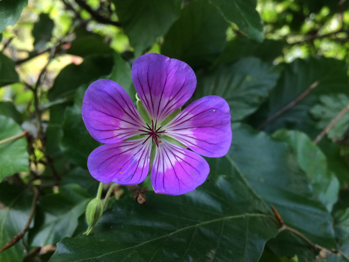 Geranium 'Sweet Heidy' – Ballyrobert Gardens