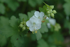 Geranium macrorrhizum 'White-Ness'