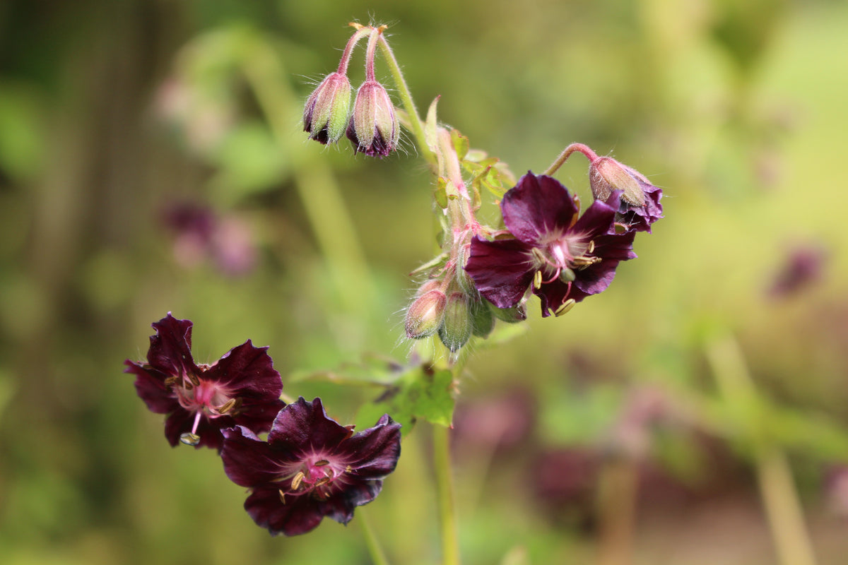 Geranium phaeum var. phaeum 'Samobor' – Ballyrobert Gardens