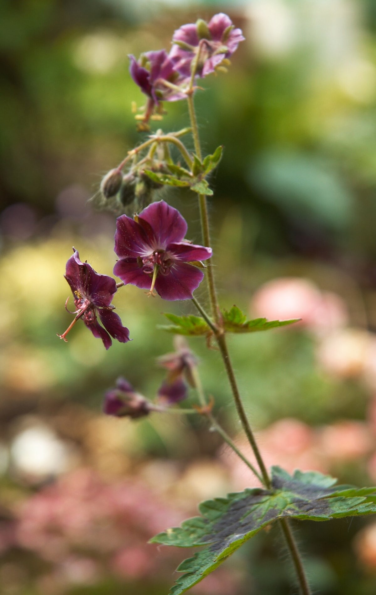 Geranium phaeum var. phaeum 'Samobor' – Ballyrobert Gardens