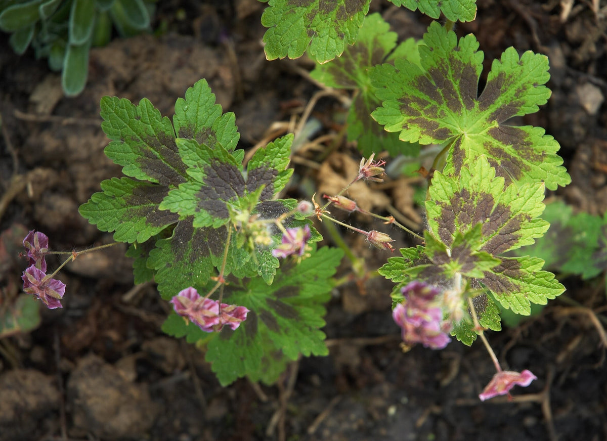 Geranium phaeum var. phaeum 'Samobor' – Ballyrobert Gardens