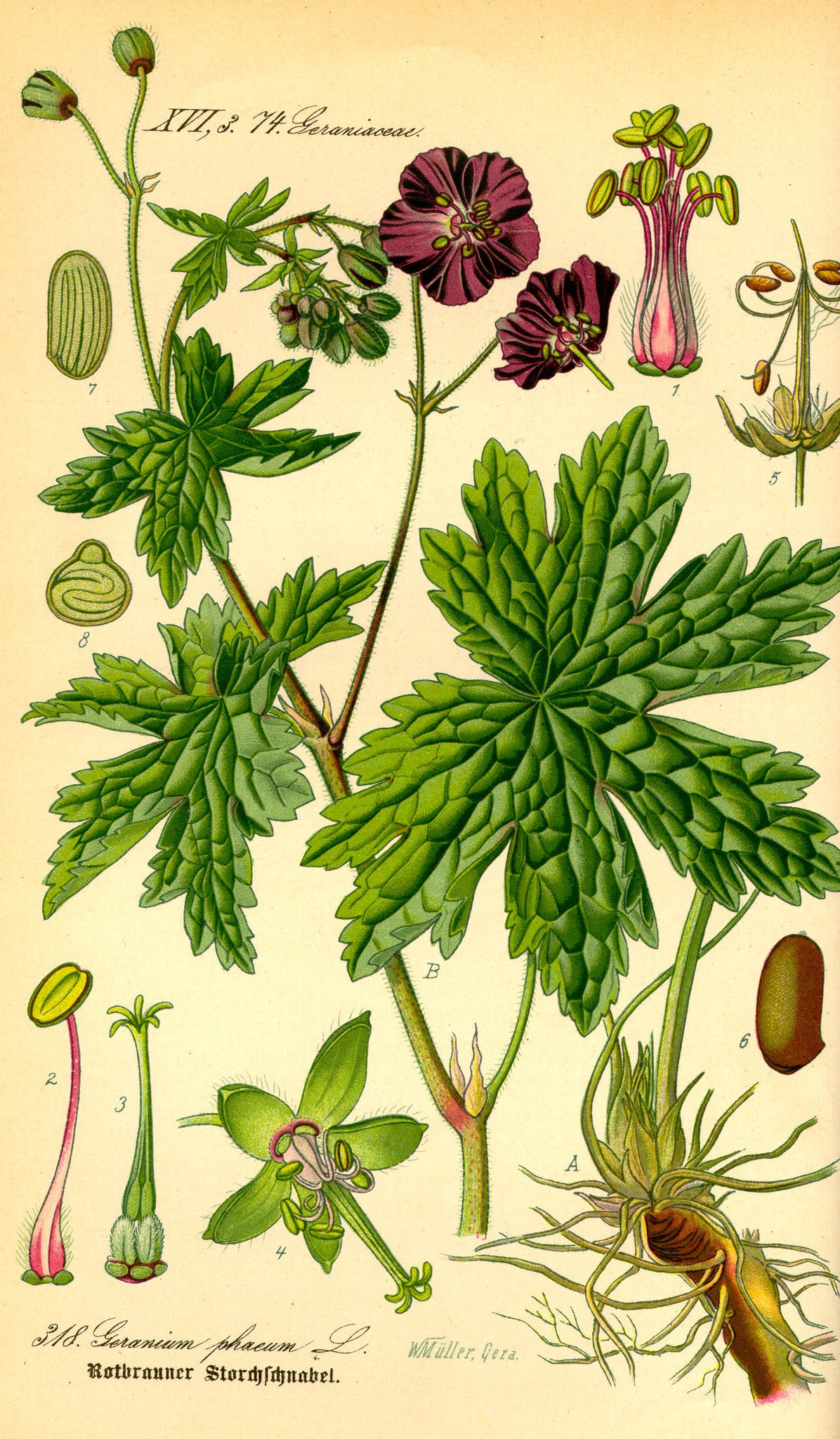 Geranium phaeum var. phaeum 'Samobor' – Ballyrobert Gardens
