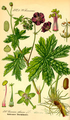 Geranium phaeum var. phaeum 'Samobor'