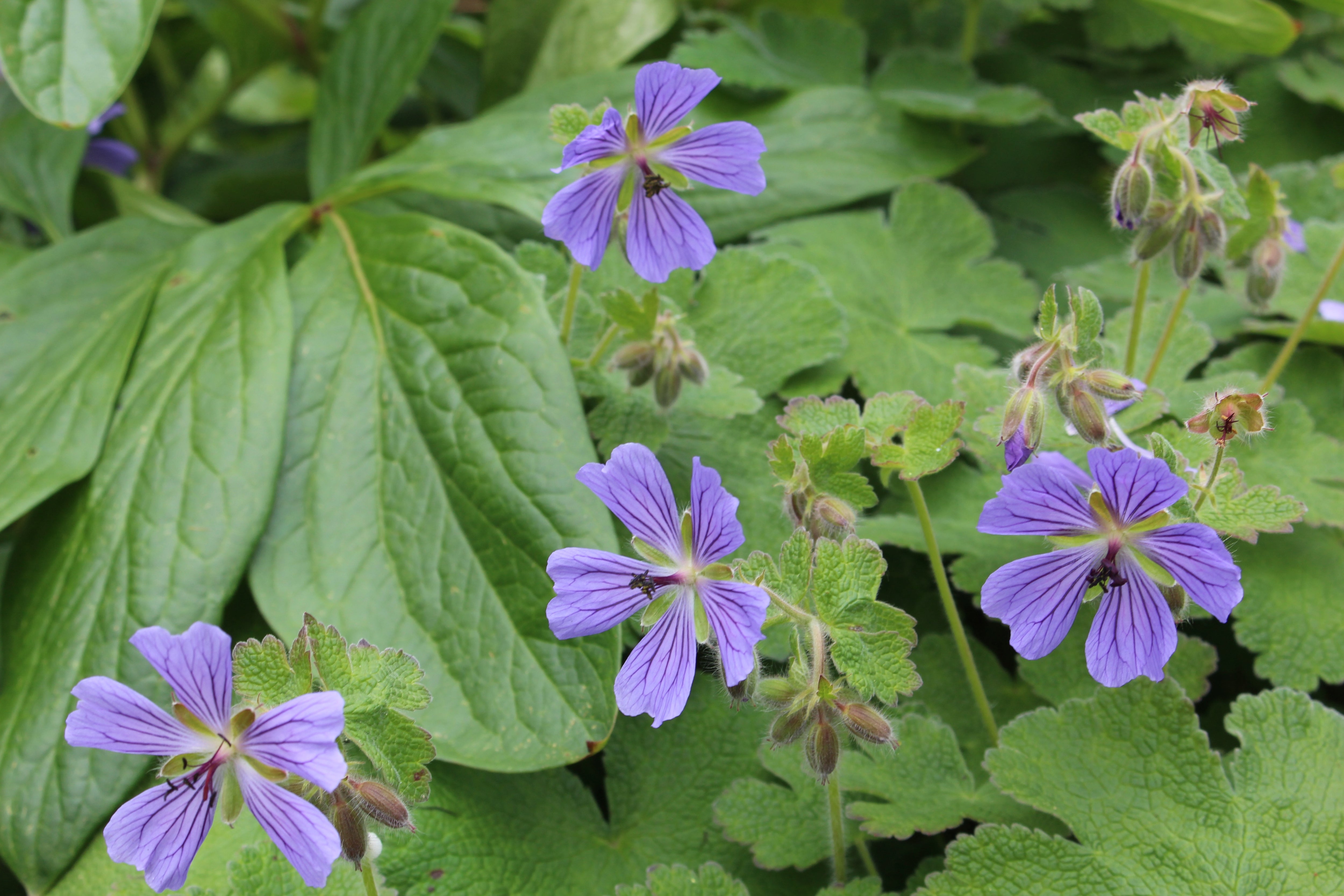 geranium renardii seeds Geranium renardii 'Zetterlund' – Ballyrobert Gardens