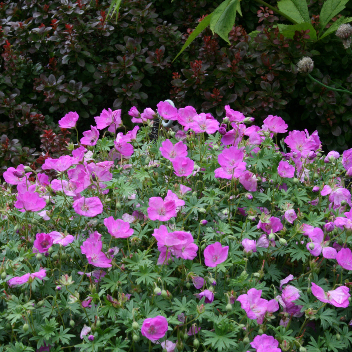 Geranium sanguineum ALAN BLOOM 'Bloger' Ballyrobert Gardens