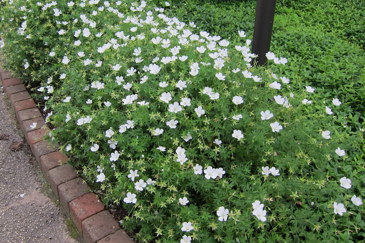 Geranium sanguineum 'Album' – Ballyrobert Gardens