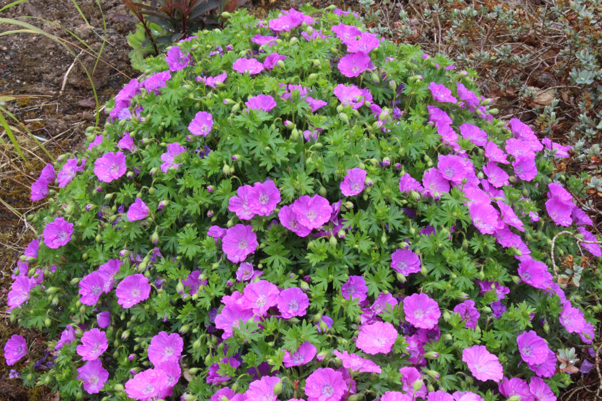 Geranium sanguineum 'Max Frei' – Ballyrobert Gardens