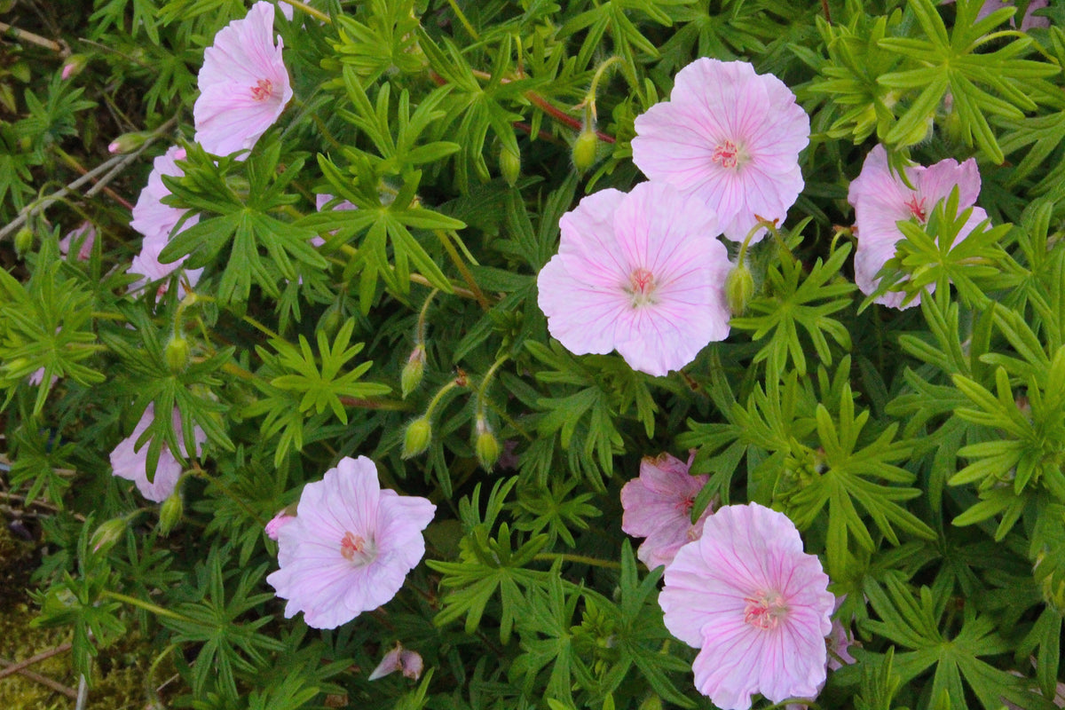 Geranium sanguineum var. striatum – Ballyrobert Gardens