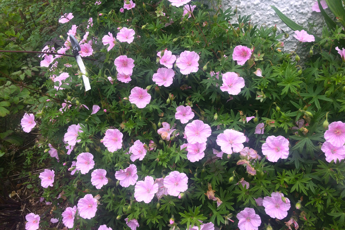 Geranium sanguineum var. striatum – Ballyrobert Gardens