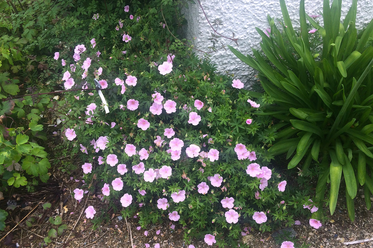 Geranium sanguineum var. striatum – Ballyrobert Gardens