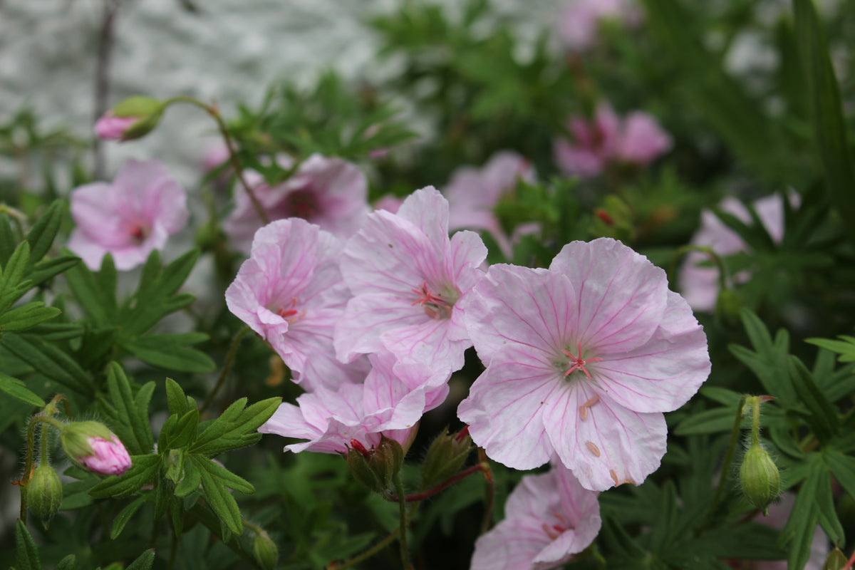 Geranium sanguineum var. striatum – Ballyrobert Gardens
