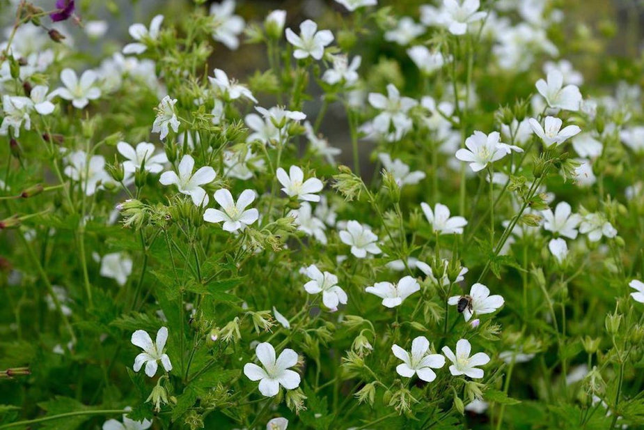 Geranium sylvaticum 'Album' – Ballyrobert Gardens