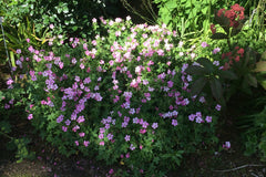 Geranium x oxonianum 'Wargrave Pink'
