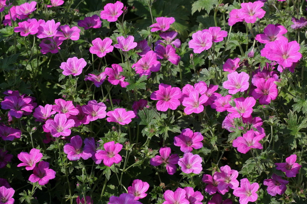 Geranium x riversleaianum 'Russell Prichard' – Ballyrobert Gardens
