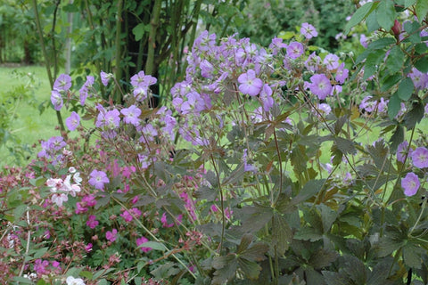 Geranium maculatum 'Elizabeth Ann'