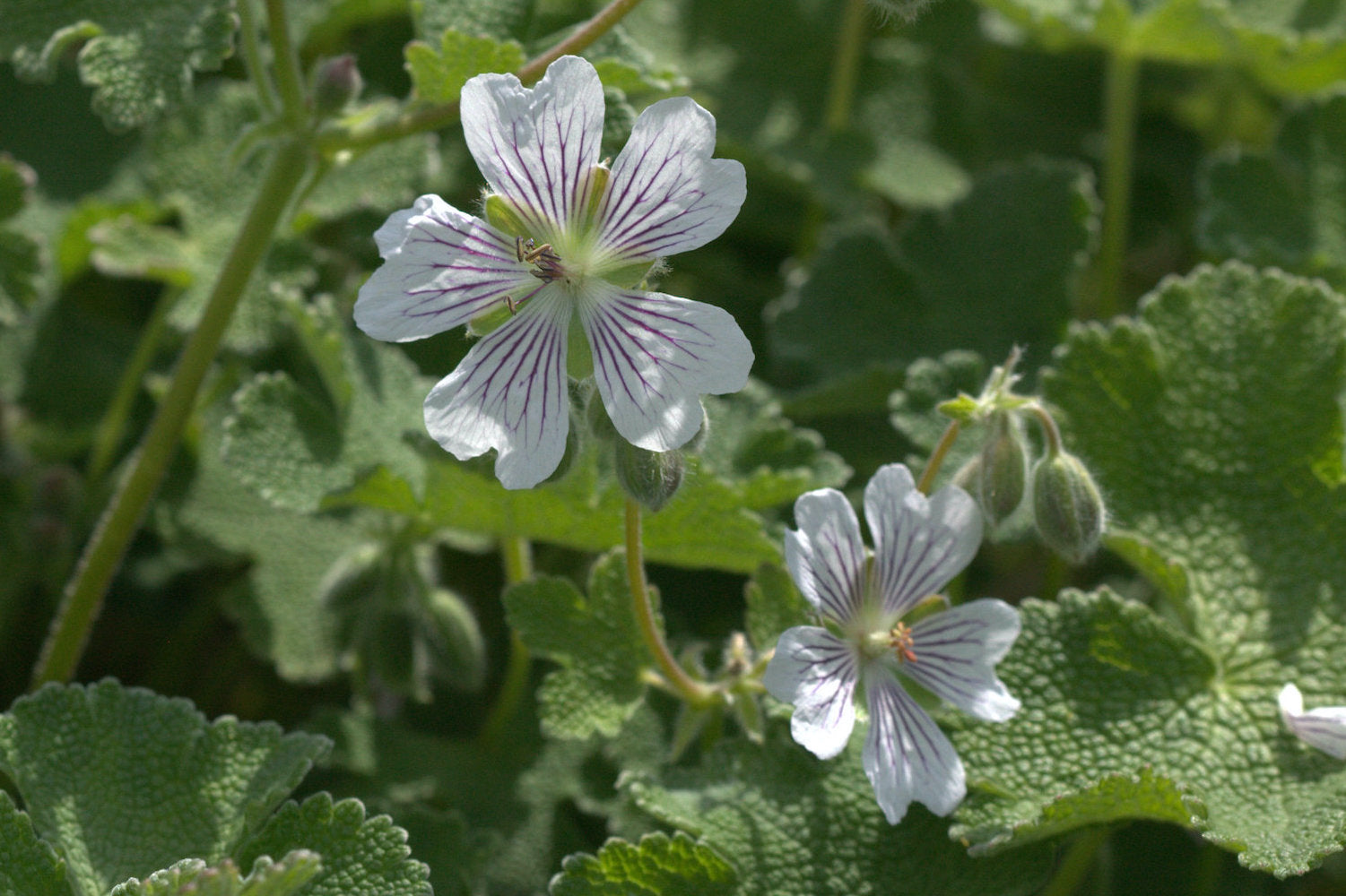 geranium renardii seeds Geranium renardii – Ballyrobert Gardens