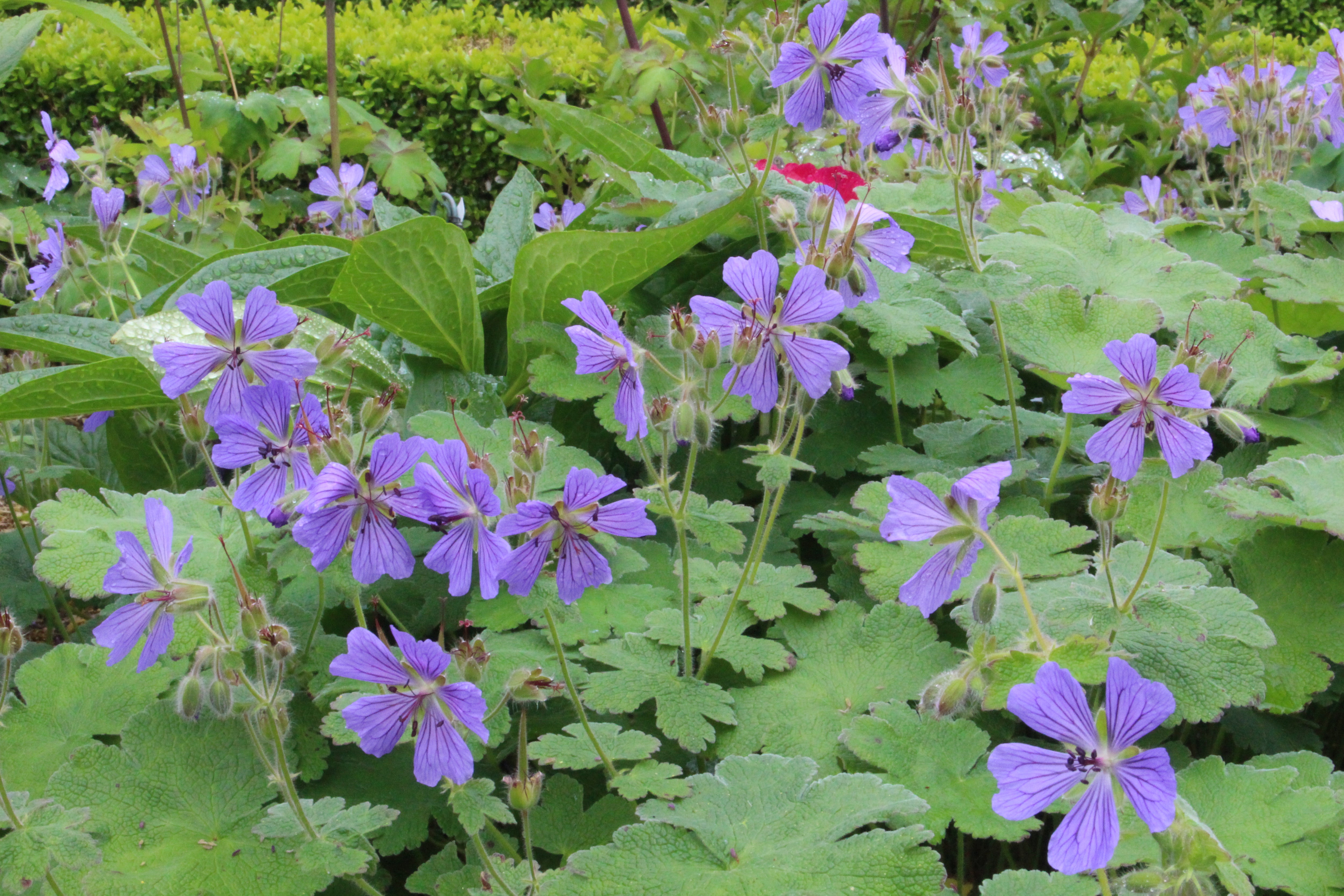 geranium renardii seeds Geranium renardii 'Zetterlund' – Ballyrobert Gardens