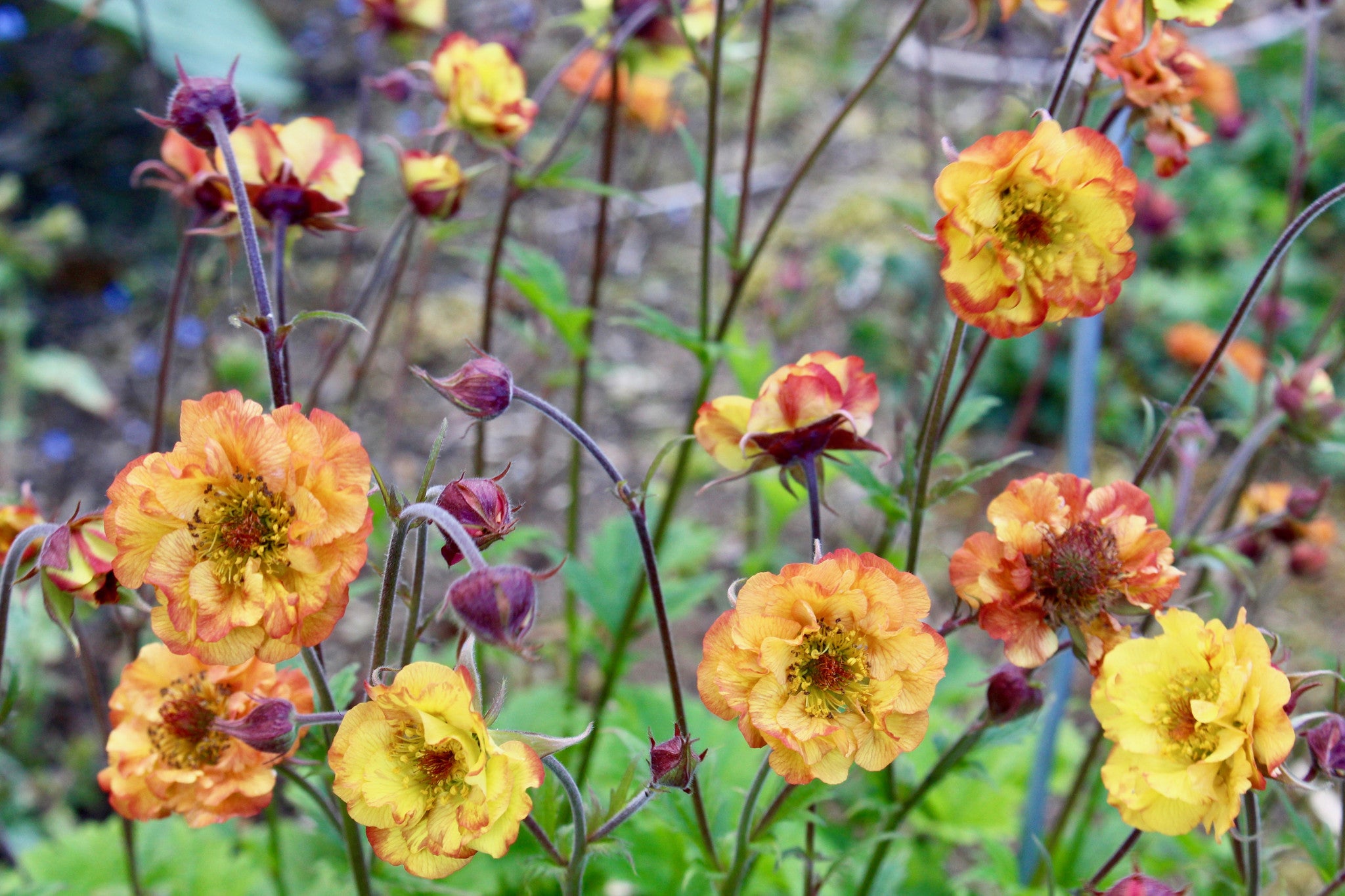 Geum 'Alabama Slammer' (Cocktails Series) Ballyrobert Gardens