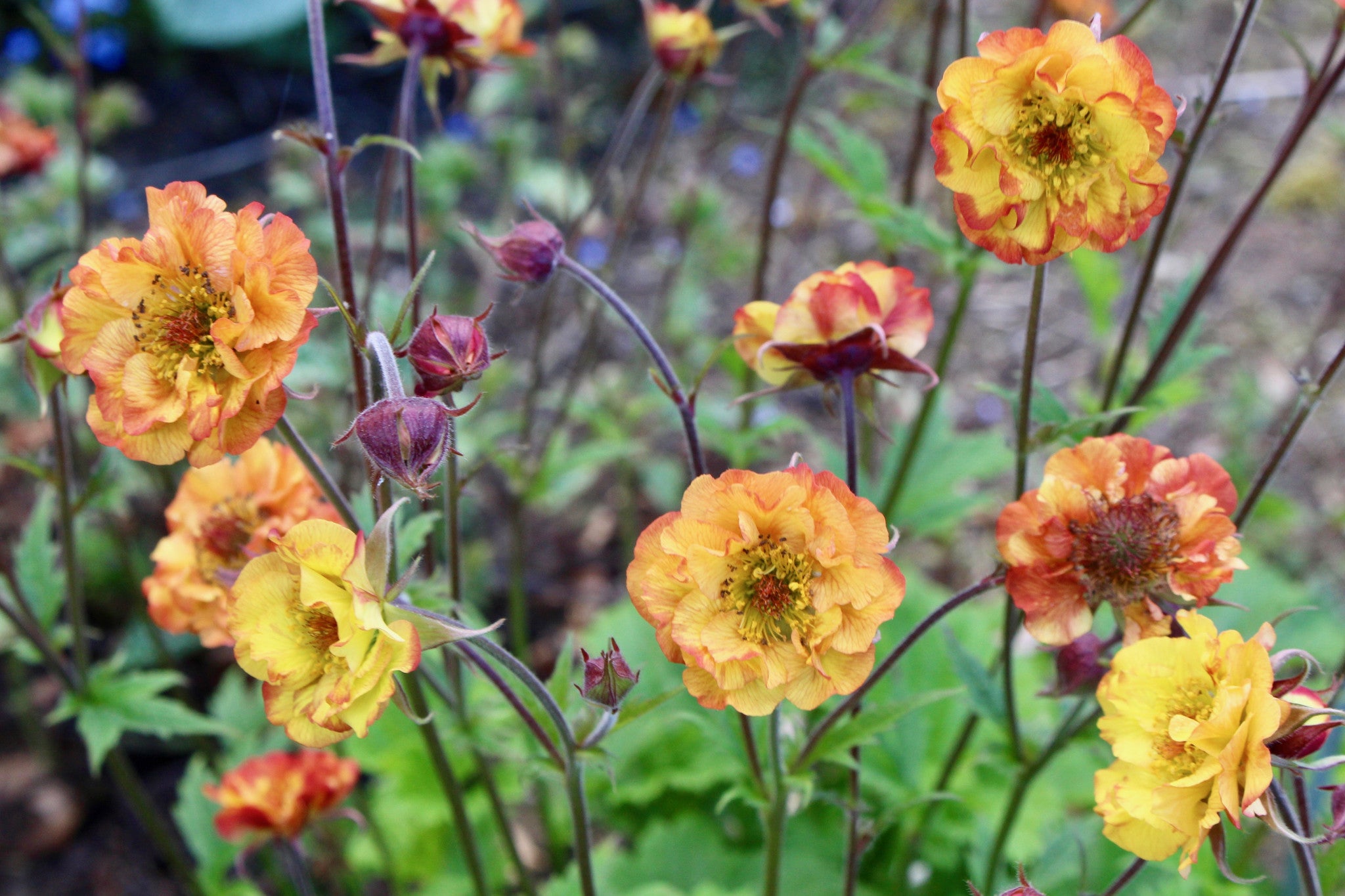 Geum 'Alabama Slammer' (Cocktails Series) Ballyrobert Gardens