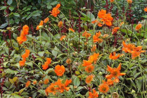 Geum 'Dolly North' (d)