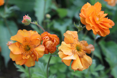 Geum 'Fire Storm'