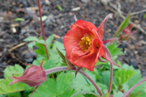 Geum 'Flames of Passion'