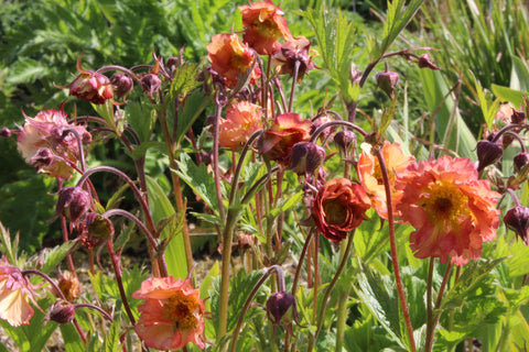 Geum 'Mai Tai'